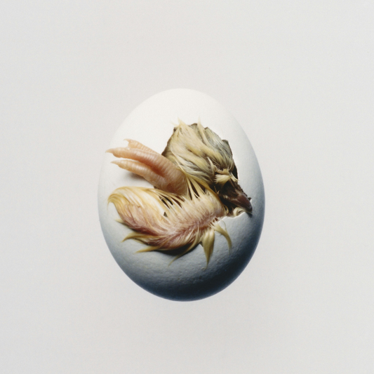 SWALLOW! - CD